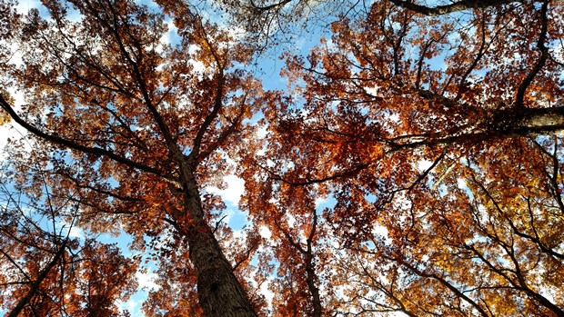 Photograph looking up through a patch of large oak trees with a bright blue sky above