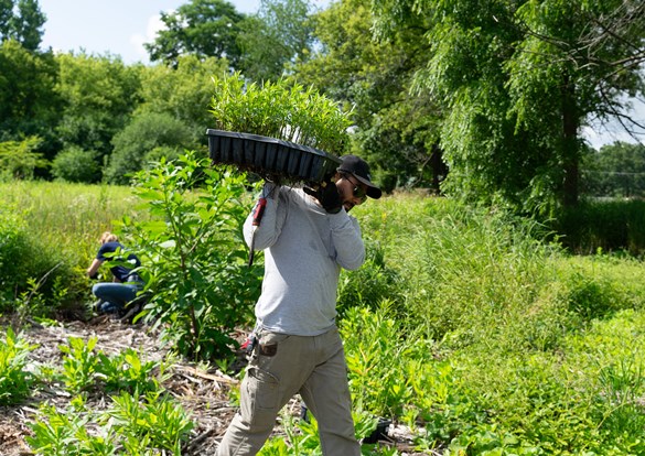 Restoration Workday volunteer planting.