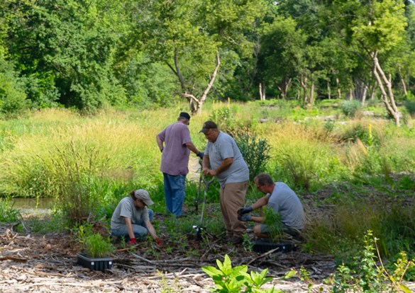 Restoration Workday volunteer planting.