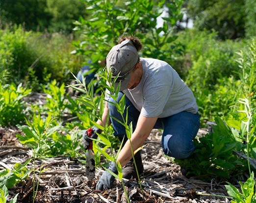 Restoration Workday volunteer planting.