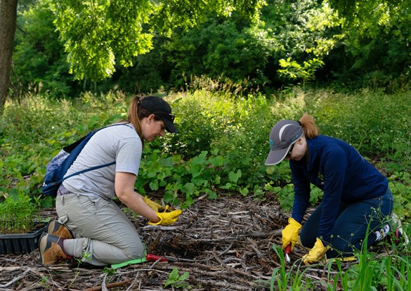 Restoration Workday volunteer planting.