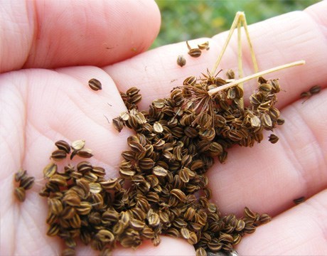 Seeds