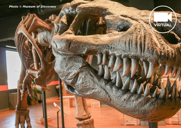 TREXEVENTVIRT