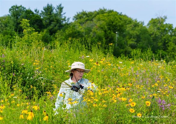 Restoration Workday volunteer clearing invasive species.