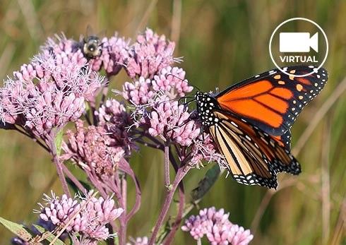 Butterfly Gardening