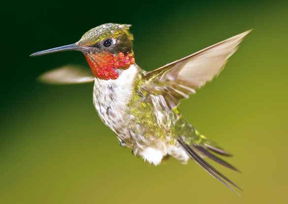 Web-Event-Hummingbirds-2-8.2022