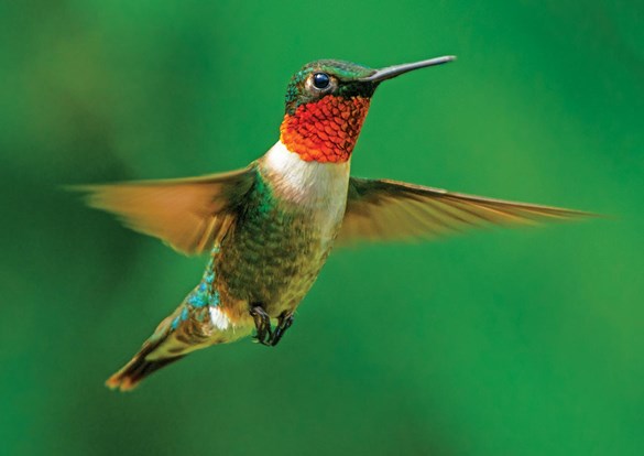 Web-Event-Hummingbirds-8.2022