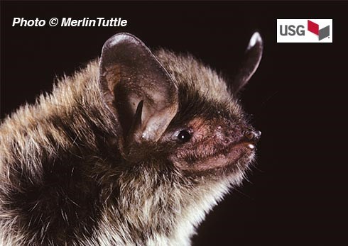 Web-Event-Lake-County-Bats