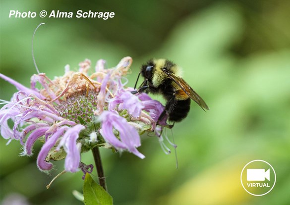 Web-Event-Pollinators