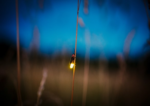 Fireflies lite up in the nite sky.