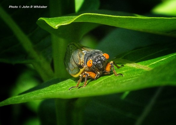 Close up photo of cicada sitting ona green leave, starring right at you with big red eyes