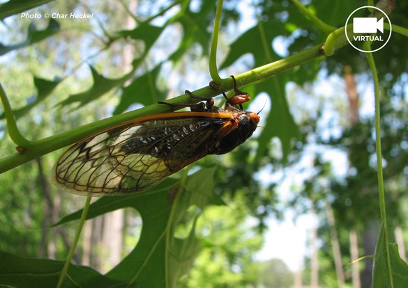 Large cicada hanging upside down on a tree branch