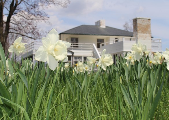 Beautiful white and yellow Daffodils blooming in the front yard of Adlai E. Stevenson's historic home