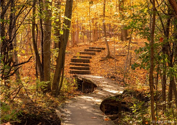 Spectacular orange and yellow fall leaves cover the ground near a curved wooden boardwalk.