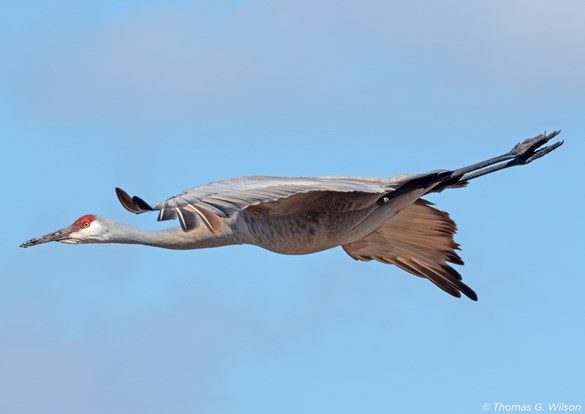 A sandhill crane gliding through the air in a blue sky.