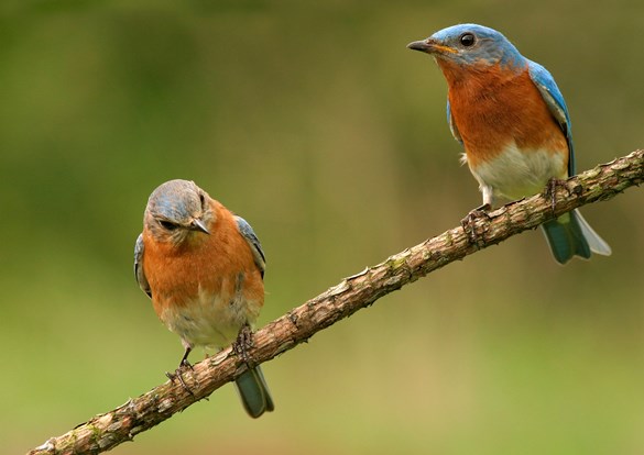 Two bluebirds perched side by side on a tree branch.