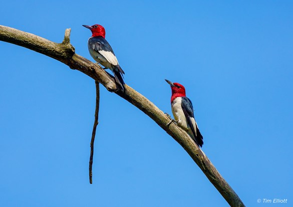 Two Redheaded woodpeckers sitting together on a branch.