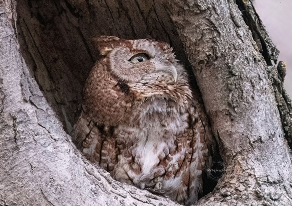 A brown owl perched inside a hollow tree, blending with the bark .