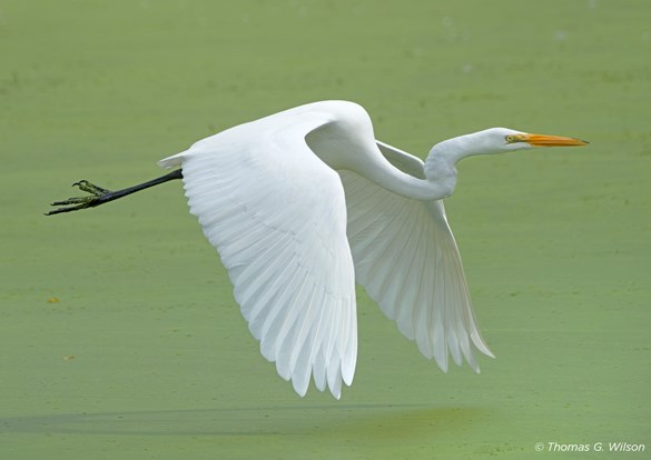 A great egret gliding through the air, wings outstretched.