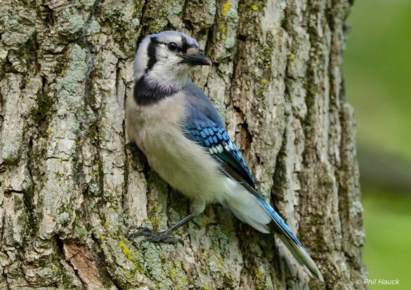 Bluejay hanging from the side of a tree trunk.