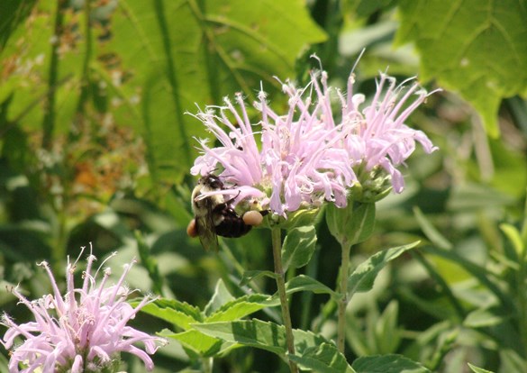 Rusty patched bumblebee resting on a wild bergamot flower.
