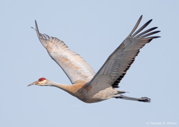 A sandhill crane in flight, gliding through a bright blue sky.