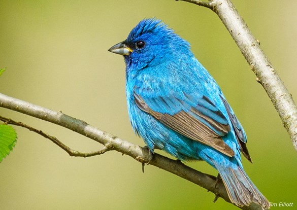 A Indigo bunting perched on a branch, surrounded by green leaves.