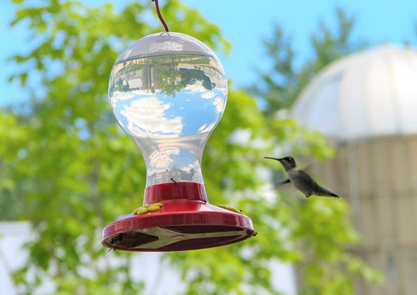 Hummingbird hoovering around a bird feeder