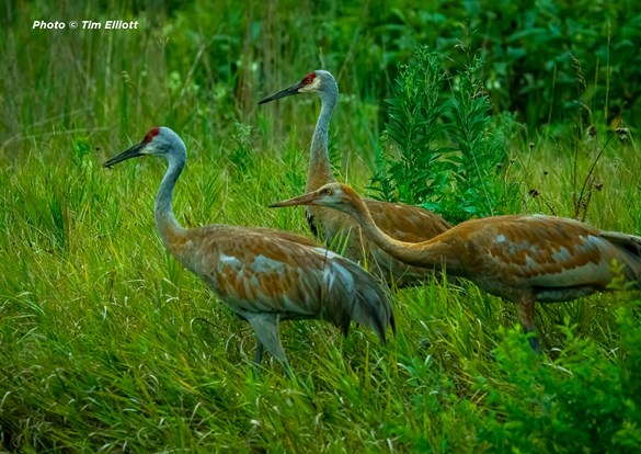 Group of Sandhill cranes walking through tall green grass
