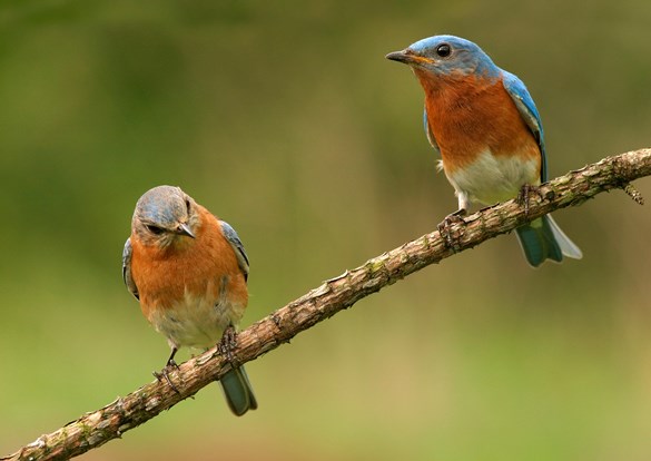 Beautiful pair of blue and orange bluebirds sitting on a tree branch