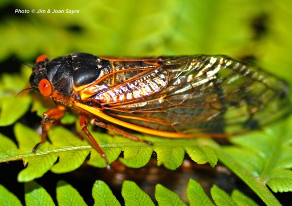 Close up photo of cicada, you can see his big eye eyes and beautiful see-through wings