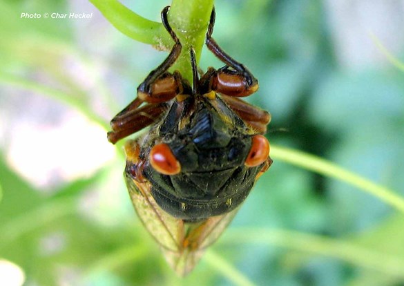 Close up photo of cicada looking right into the camera while hanging upside down on branch
