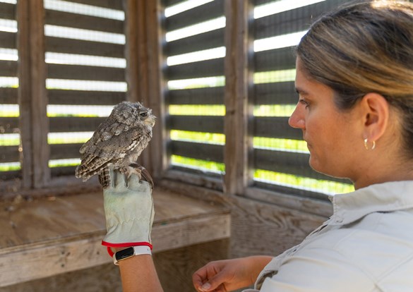 Education instructor holding a screech owl with her gloved hand.