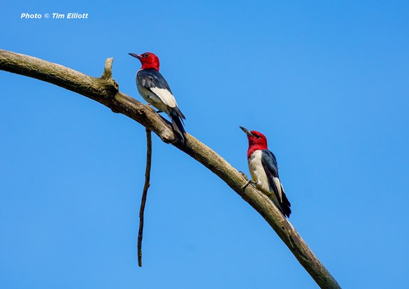 Two redheaded woodpeckers sitting on a branch together