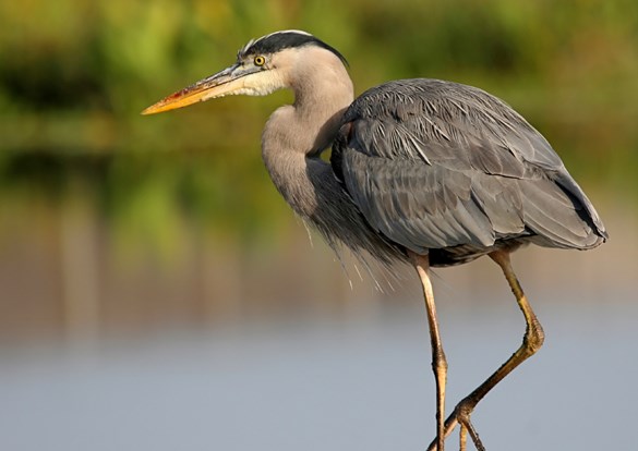 Photo of a blue heron