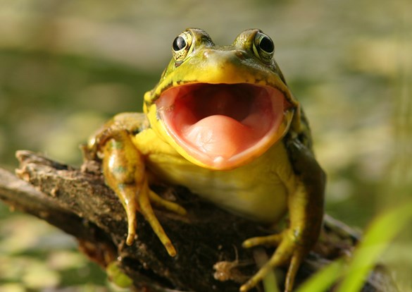 Green frog sitting on a branch staring right at you with his mouth open