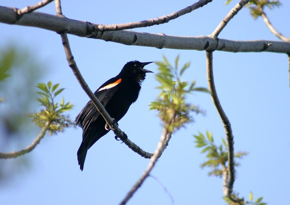 A black bird perched on a branch, surrounded by green leaves.