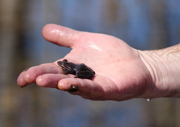 Small frog in the palm of someone's hand