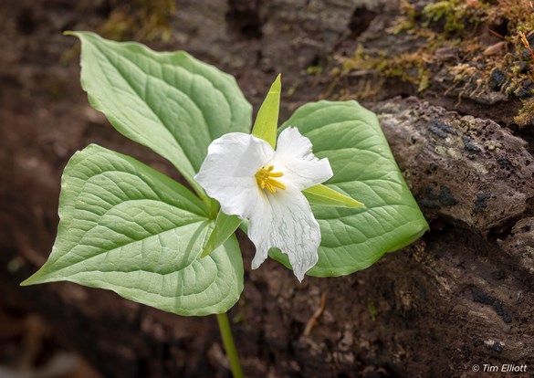 A white trillium flower blooms on a weathered log.