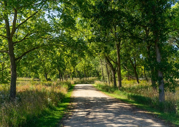 Sun lite trail leading through a green forest.