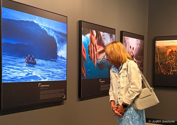 Woman reading the descriptions of the National Geographic photos on display.