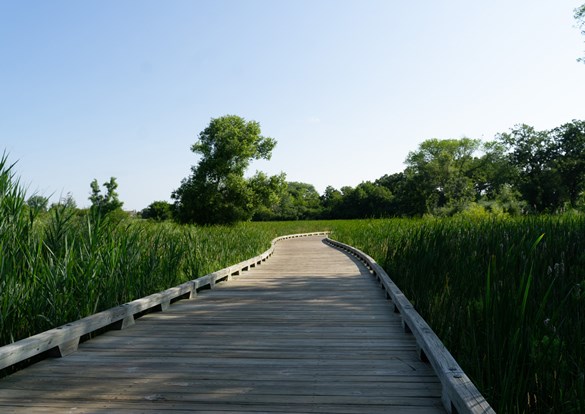 Walking across a wooden bridge over the wetlands
