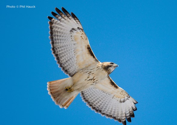 Photo of a Red-tail hawk flying overhead