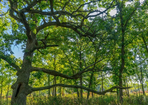 A large tree stands tall in the center of a green forest, surrounded by smaller trees and foliage.
