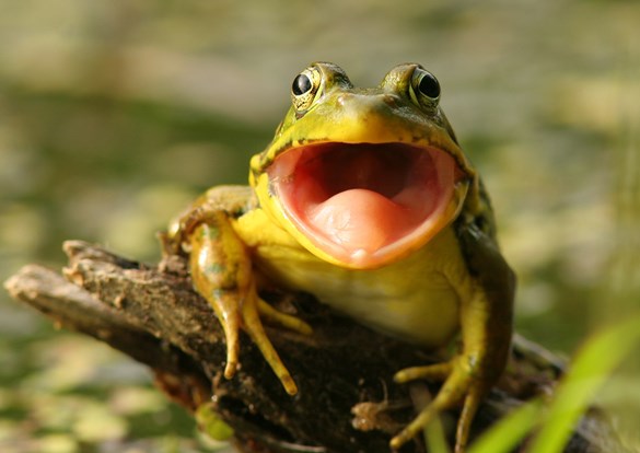 Close-up photo of bright green frog with his mouth wide open