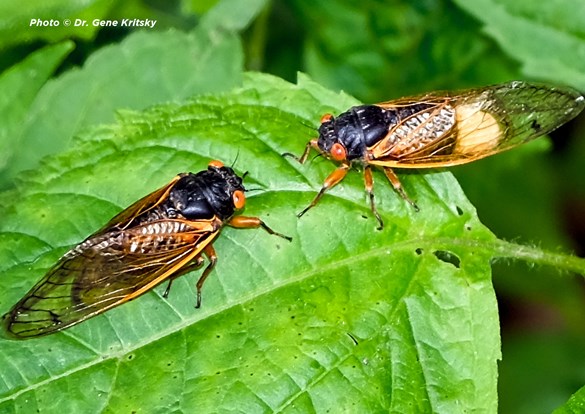 Close up photo of two cicadas sitting on a tree leaf