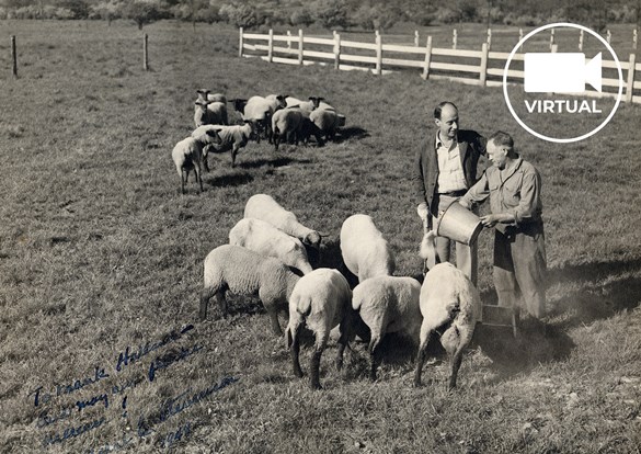 Adlia E. Stevenson in the field with the sheep on his farm.