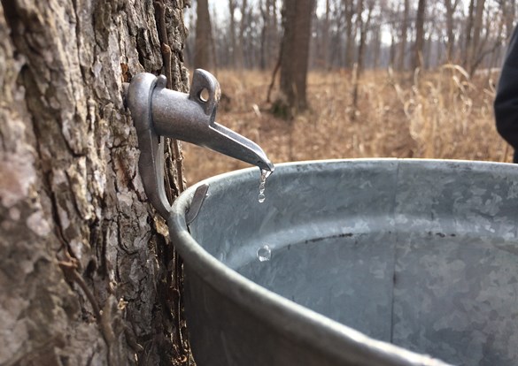 Fresh maple syrup being tapped from a tree.