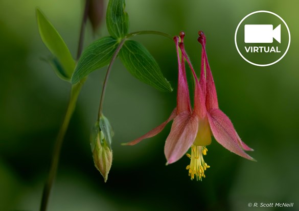 Red and yellow columbine suspended in front of dark foliage.