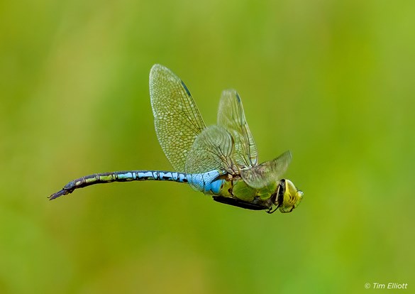 Beautiful blue dragonfli against a bright green background.